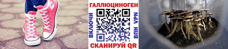 Псилоцибиновые грибы Cubensis  где можно купить   Калуга 